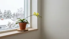 Hoe zorg je ervoor dat een orchidee meerdere keren bloeit? Deze 'Zweedse' methode zorgt ervoor dat de bloemstelen ook in de winter bloeien.