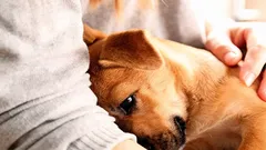 Hoe honden ons om hulp vragen: 7 signalen die we vaak niet opmerken