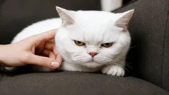 Kleine 'verraadjes' die katten veel te serieus nemen