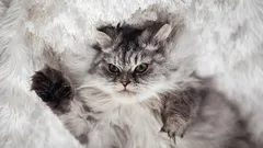 5 manieren om je kat te laten zien dat jij de baas bent in huis, en niet hij